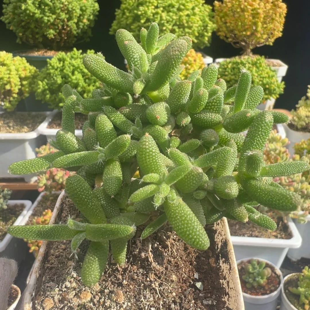 D7339玉米一物一拍