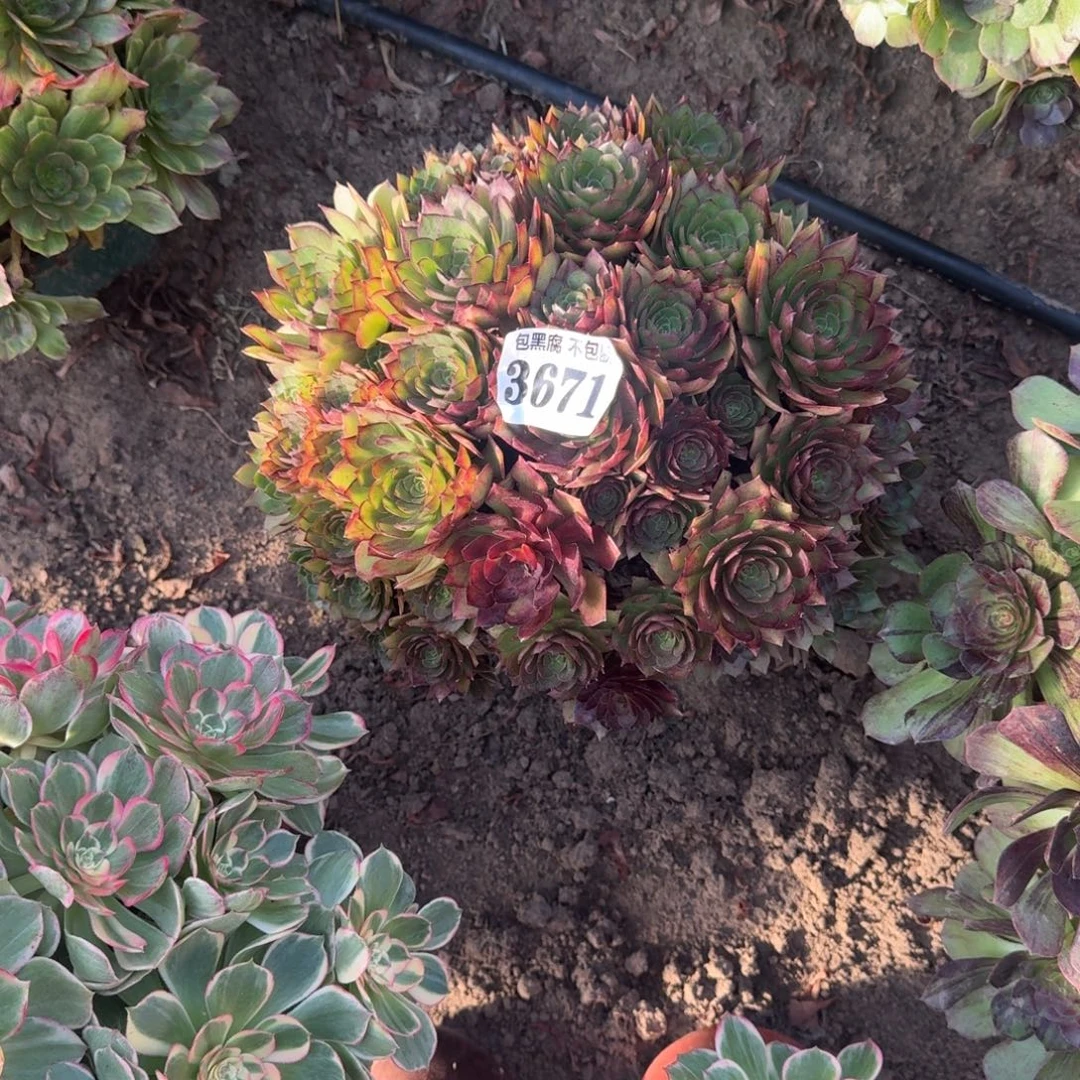 法师桃花石17-7 3671