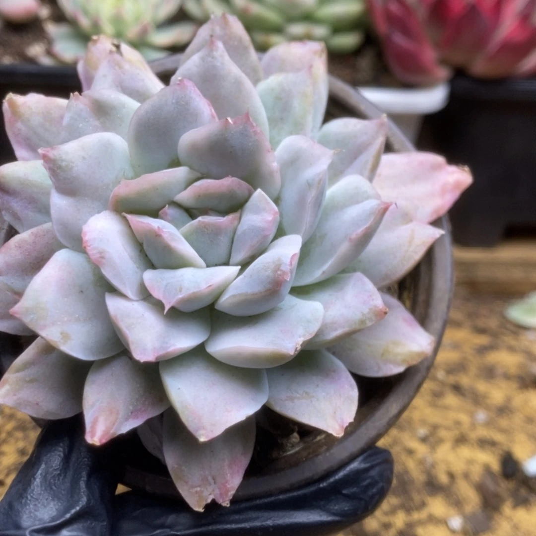 249辛普森锦锦锦锦锦锦