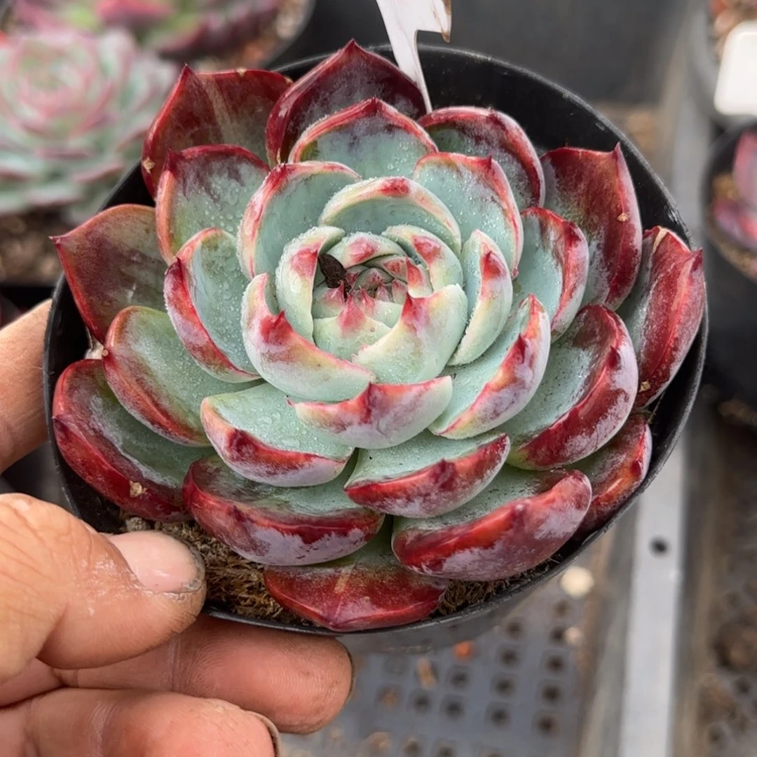 惊鸿一物一拍包装收缩花旱986