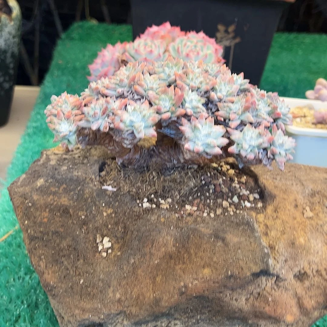 白菊，，，，，，，，，，，，，，