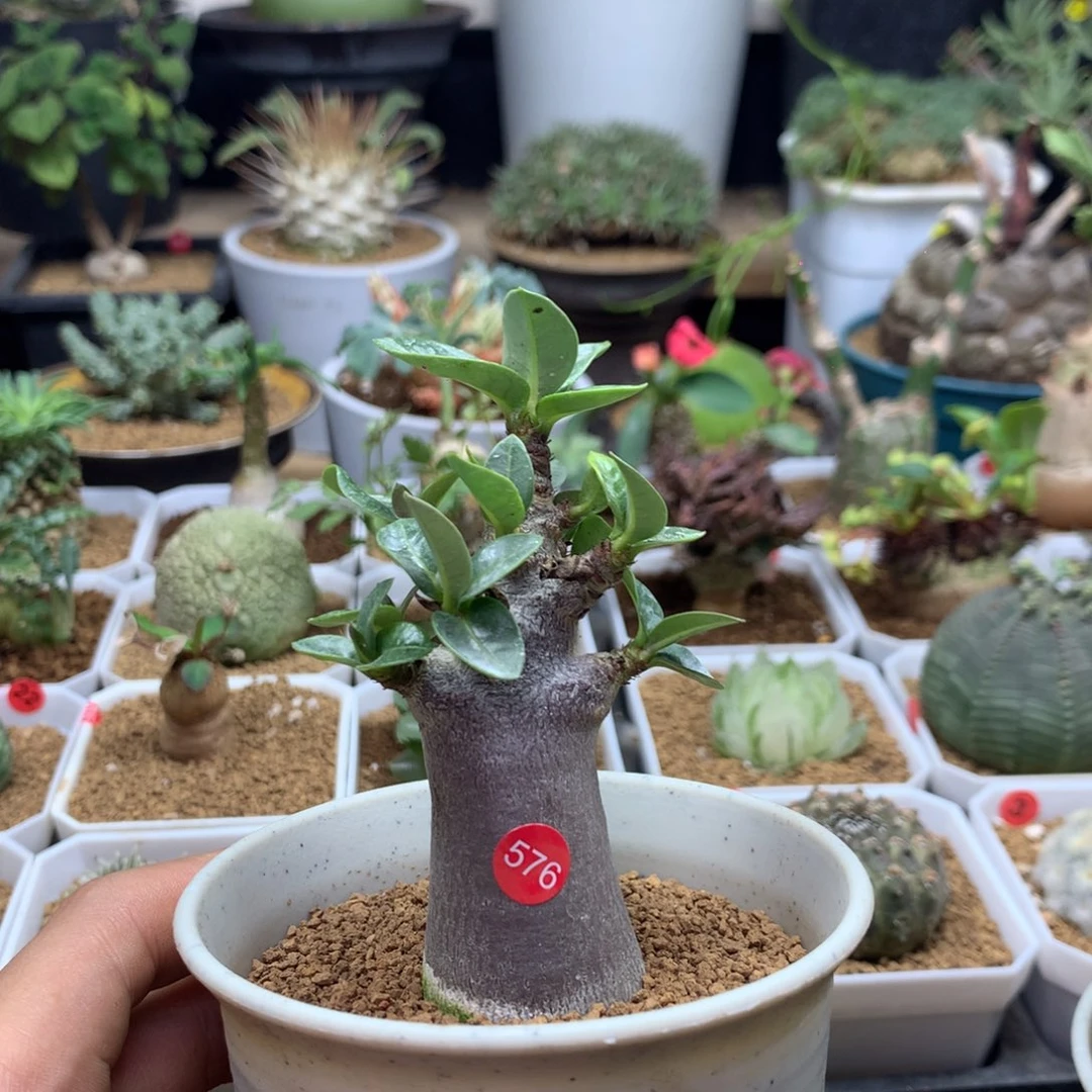 黑金刚哥斯拉沙漠玫瑰带盆