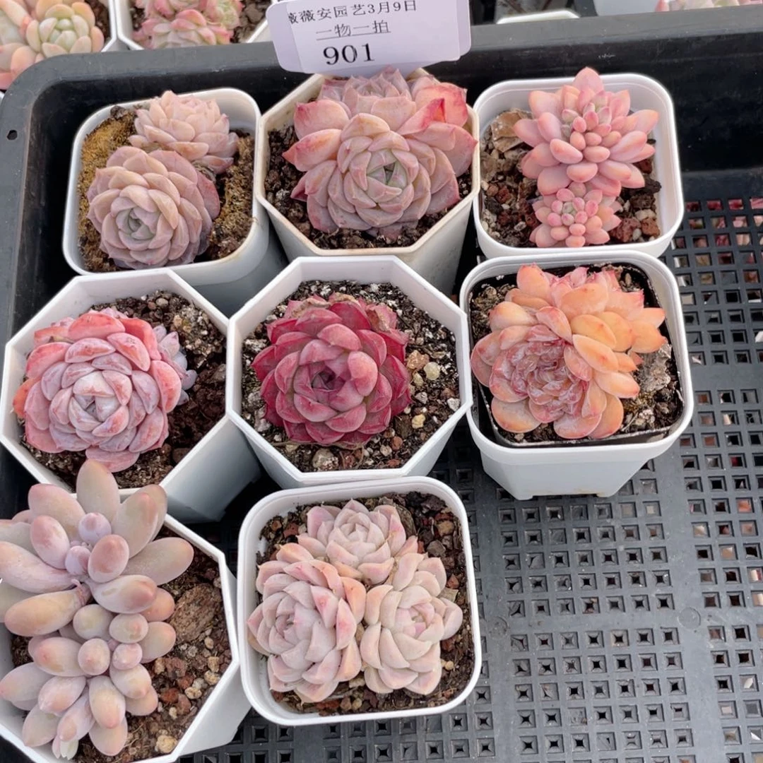 薇薇安园艺多肉901