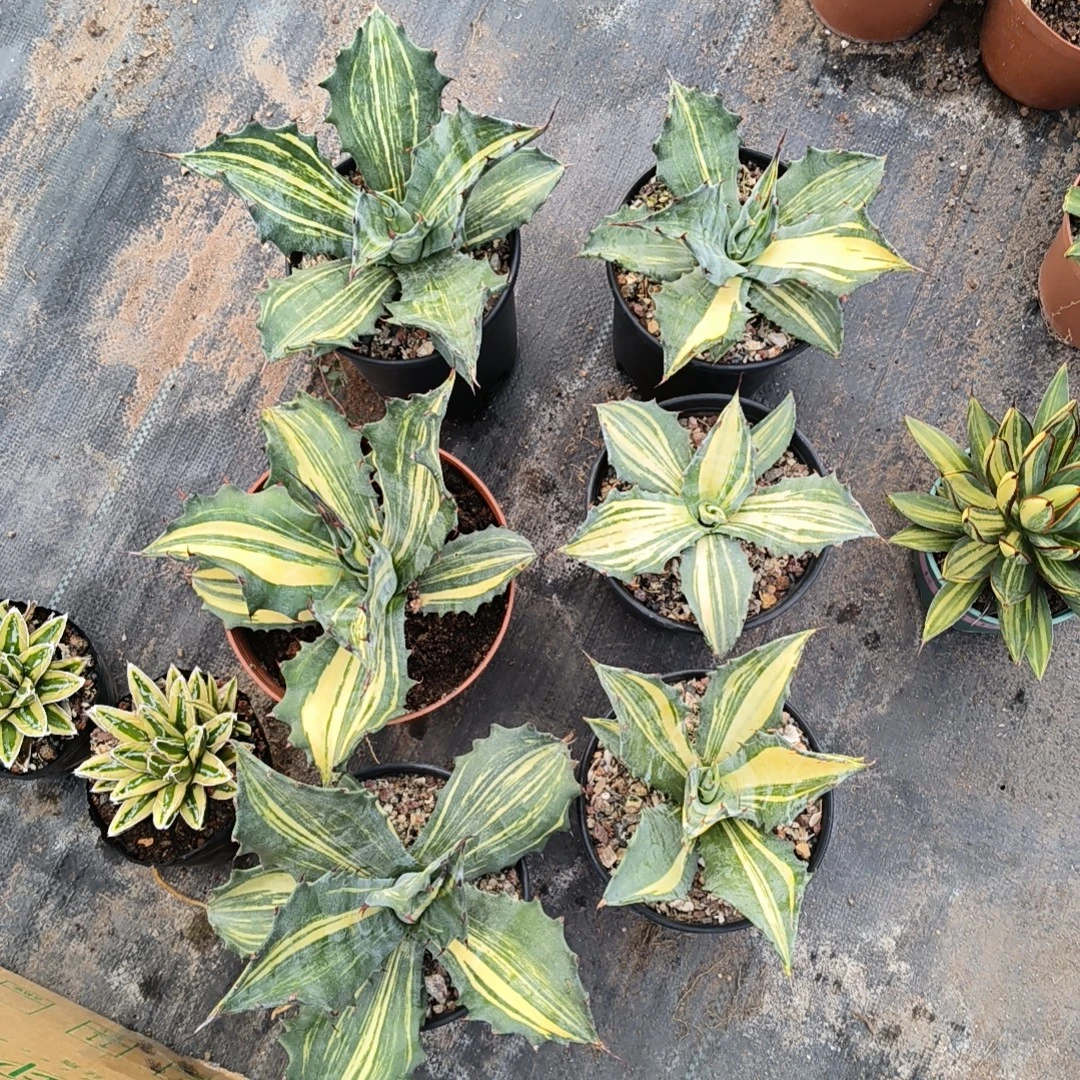 龙舌兰赤芽龙仁王冠