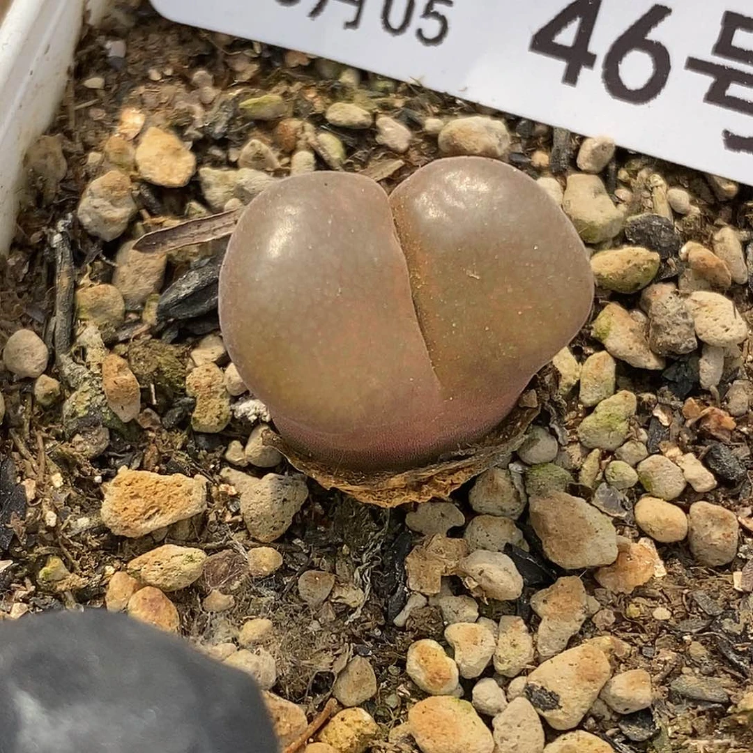 桃喜花园0605-46风铃