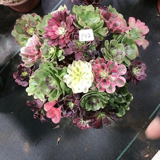 心***宽架接000000000502号