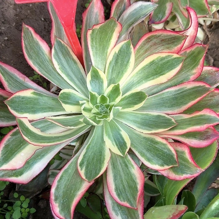 1-2魅影多肉法师