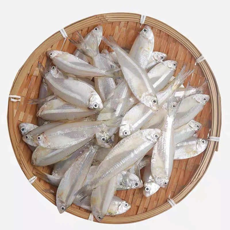 野生杉马鱼 肉质细嫩 打汤鲜甜 香煎外酥里嫩