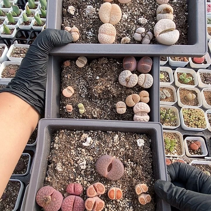 桃喜花园0203-2生石花