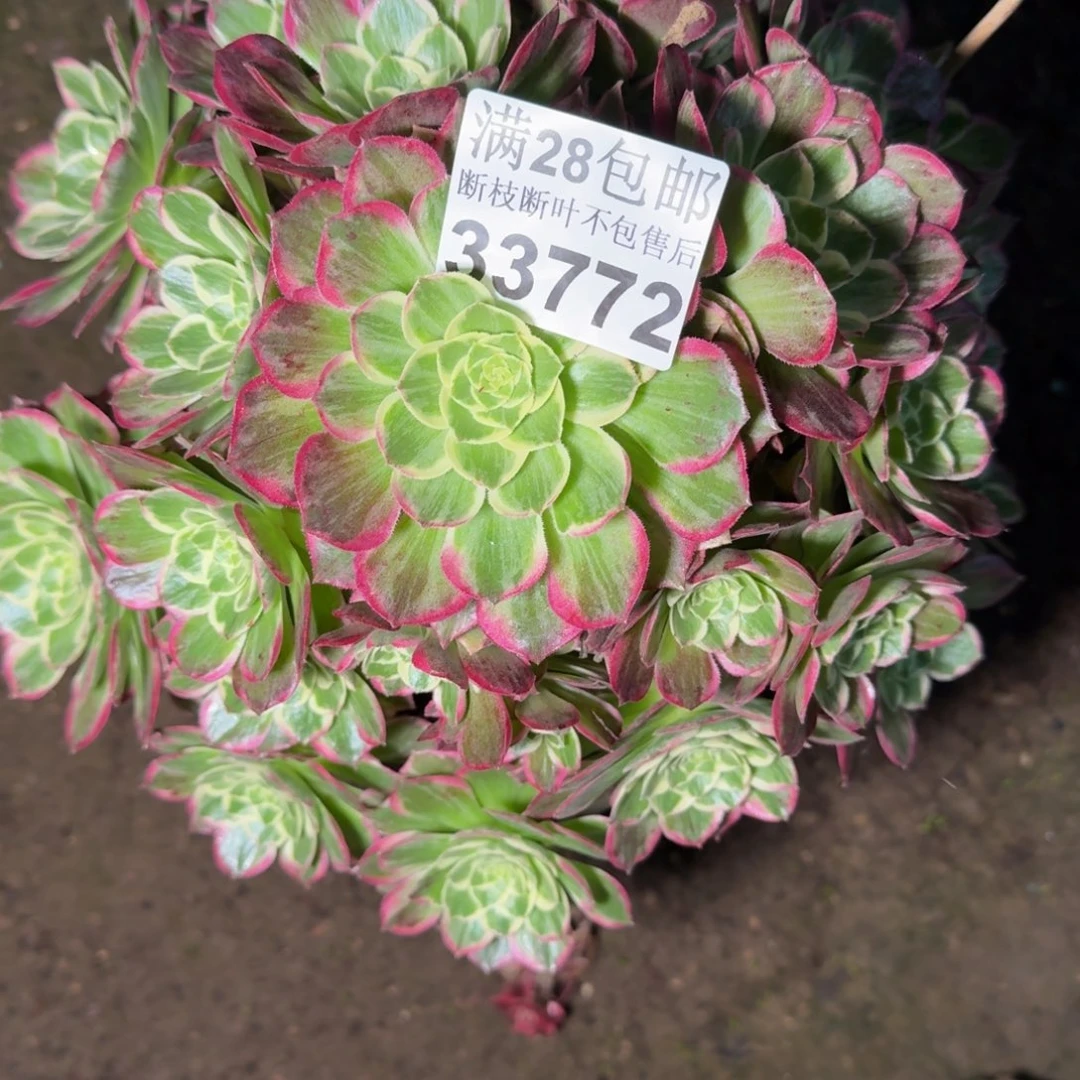 33772水蜜桃多肉植物