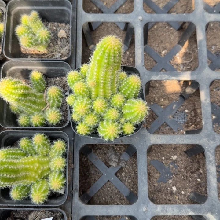 白檀仙人掌819小群随机