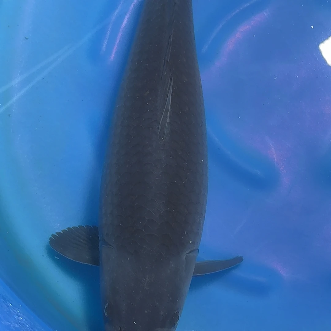 海水鱼爱鱼黑色介子