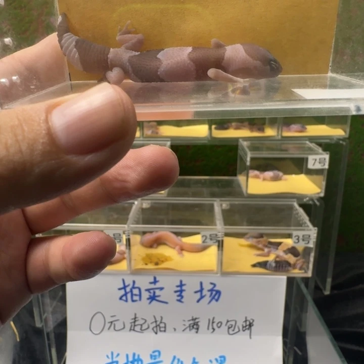 肥尾守宫肥尾宝宝0元起！