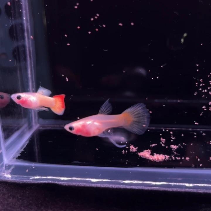 孔雀鱼日落玻璃猫大C1对