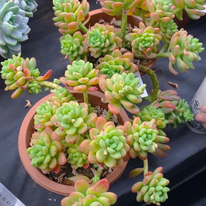 田****烤夏悅多肉 0219-76香格里拉2