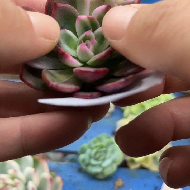 586佛朗明哥彩锦炸多肉植物