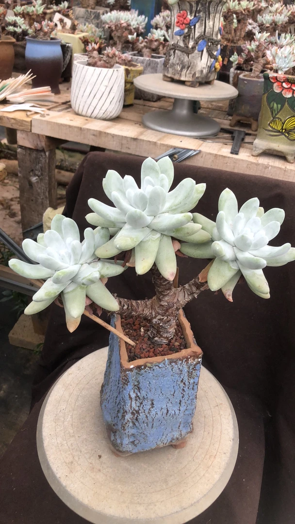 拇指造型高桩精控 多肉植物