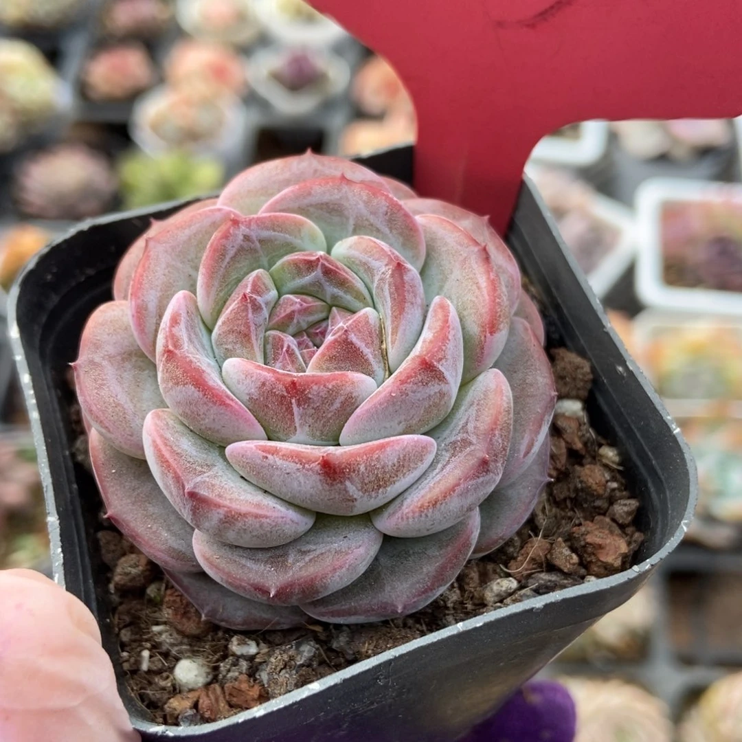 253冰魄多肉植物保护