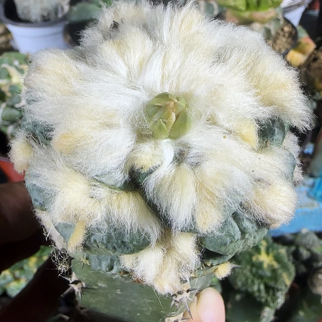 长毛龟甲155仙人球开花