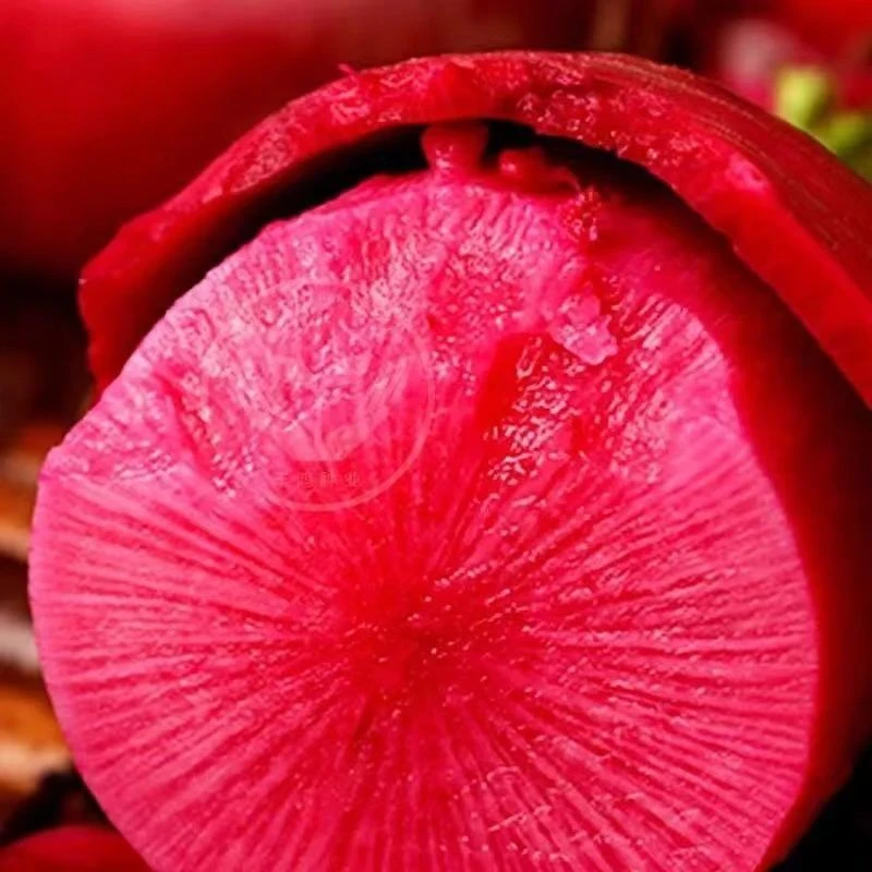 凤梨萝卜种子甜脆水果红皮红心萝卜籽阳台盆菜种孑H