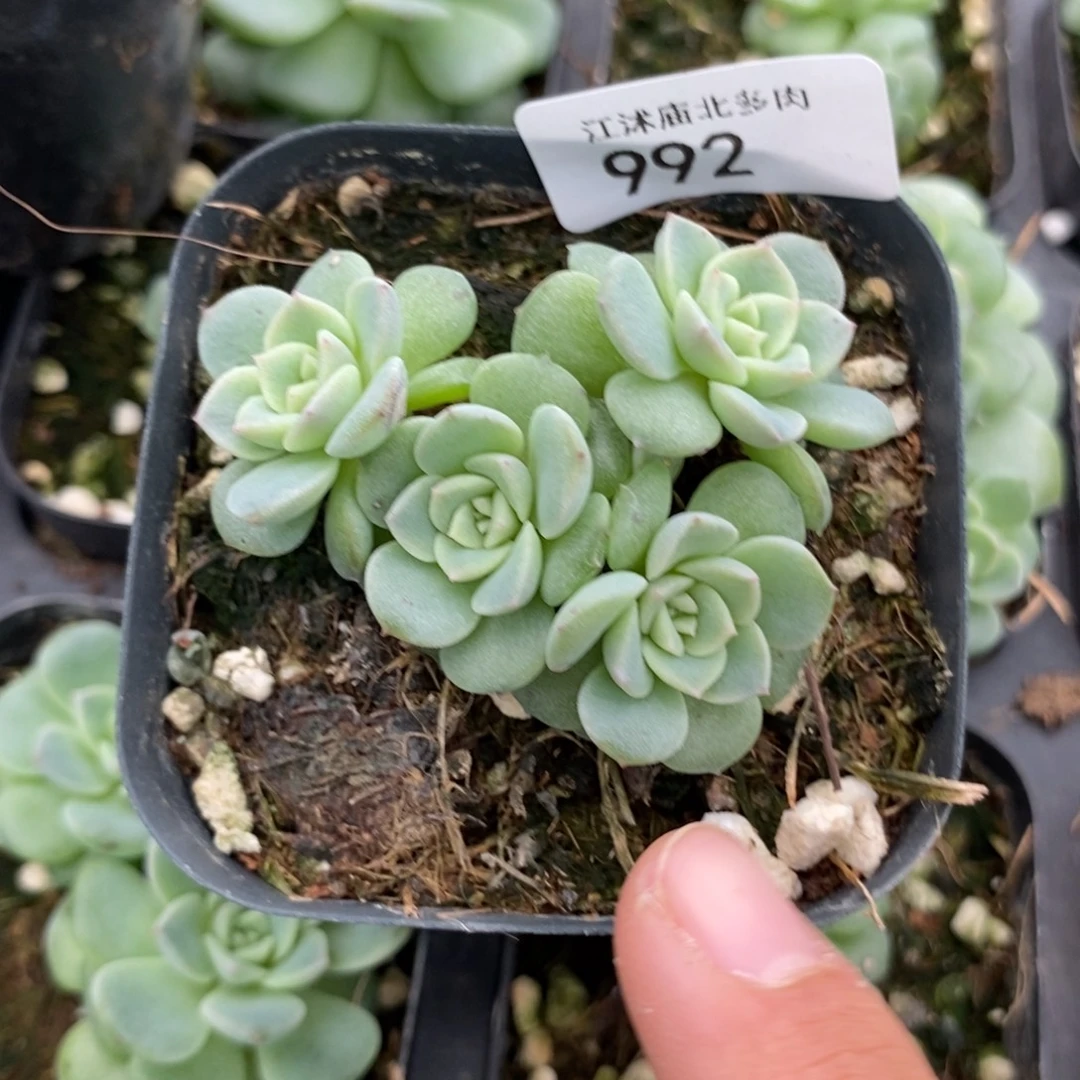 标992小甜甜多肉转拍