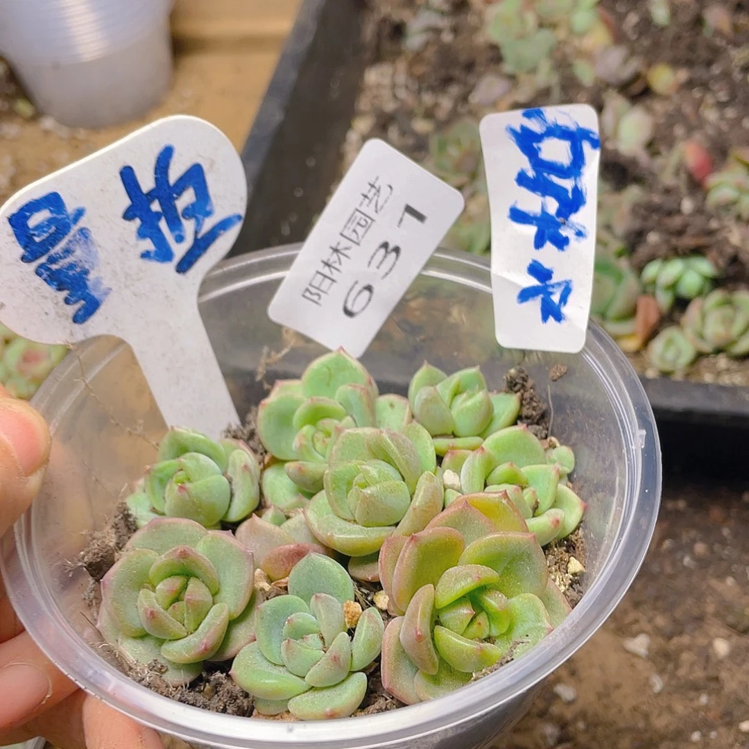 量拍多肉植物多肉植物631