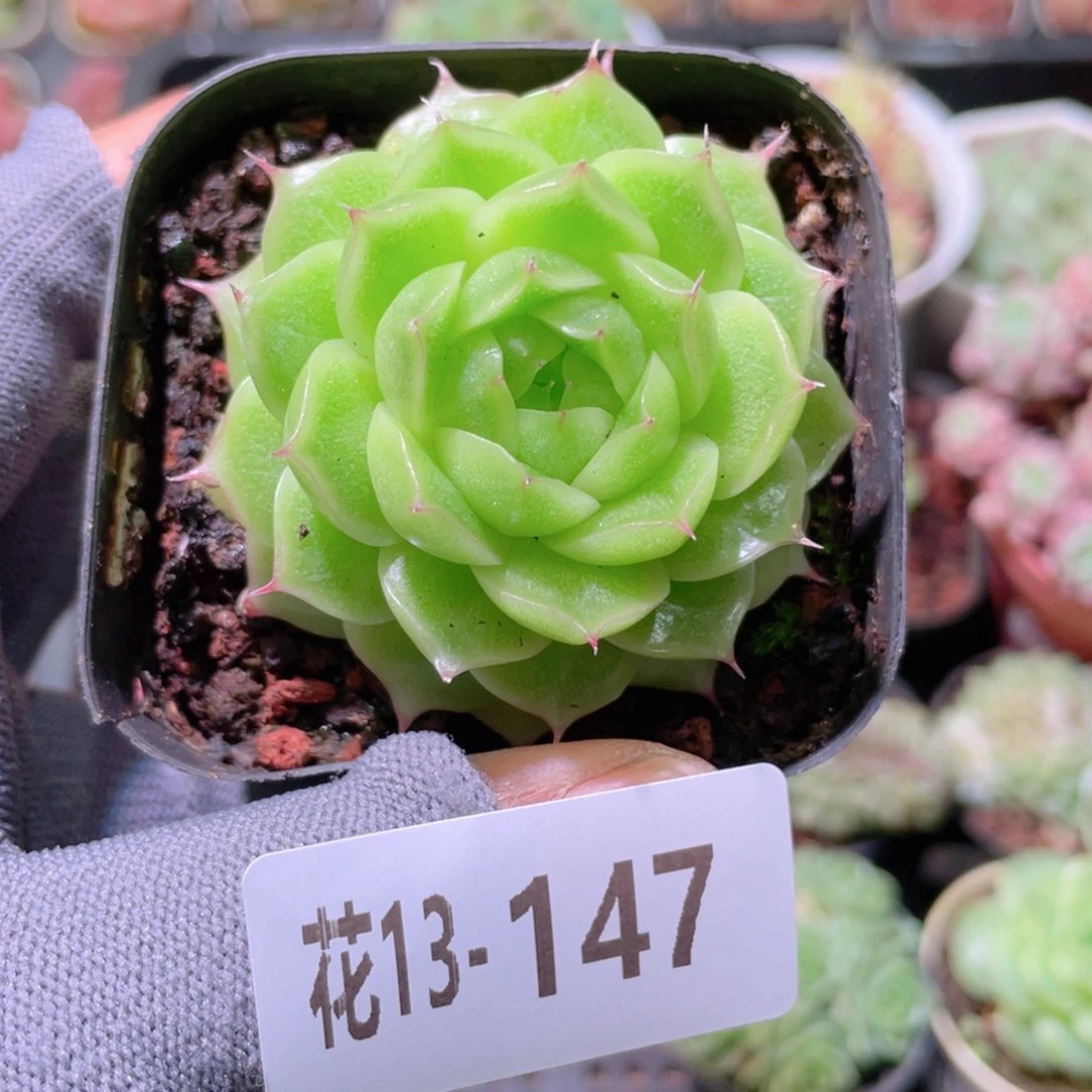 花利美13-147海王