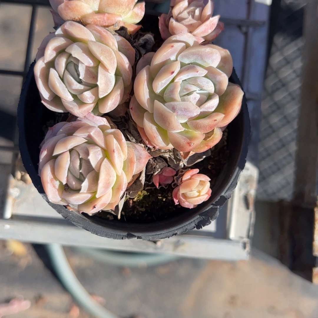 用***0西娜多肉植物精品