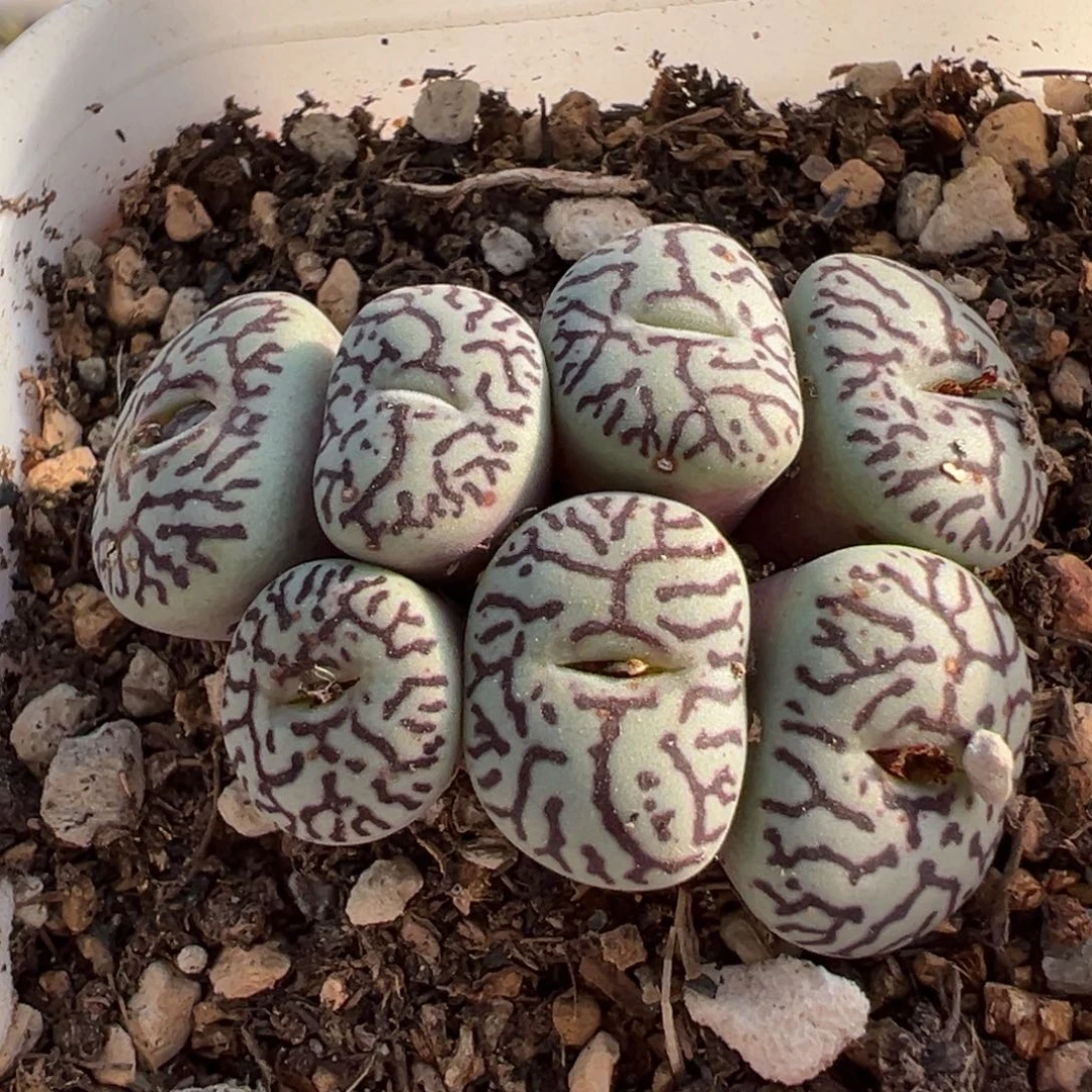 051多肉植物种类多样