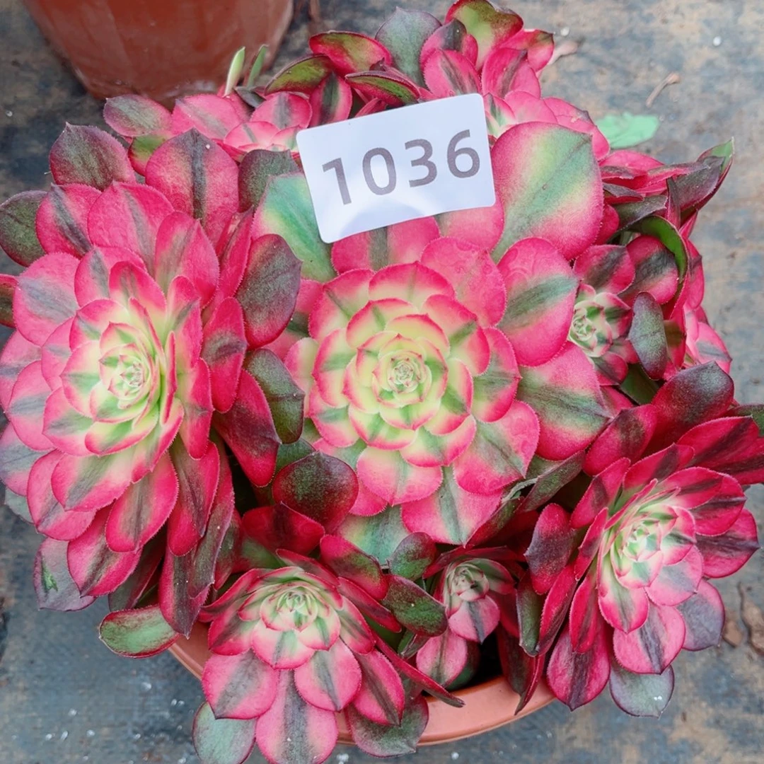 荔枝多肉发货发货