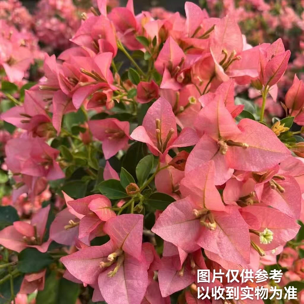 【卡亚塔】三角梅四季开花勤花品种阳台基地直发