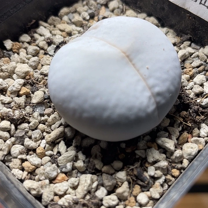 佳人园艺上福利了高尔夫395