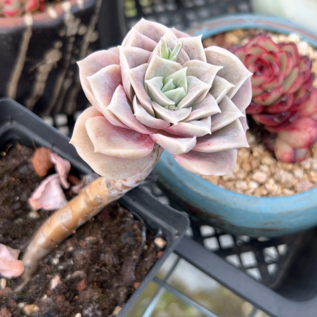 永****变可爱玫瑰带杆