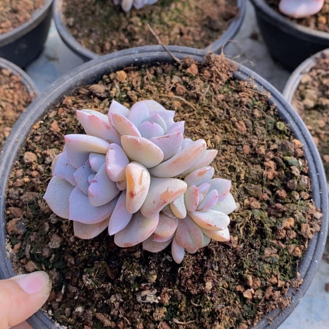 多肉植物4头奶茶1111111