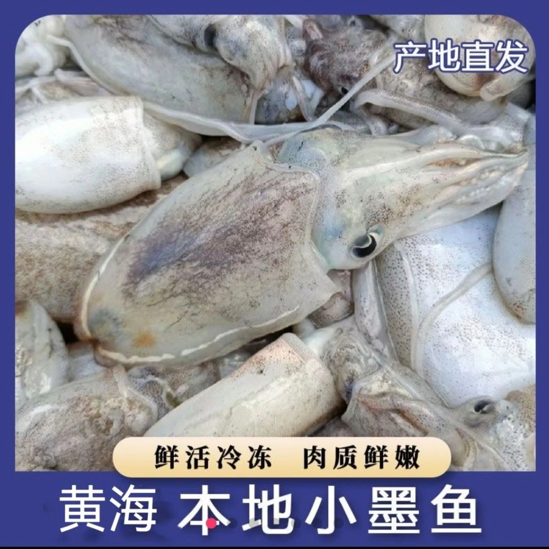 【发5盒3斤】连云港新鲜海捕小墨鱼M