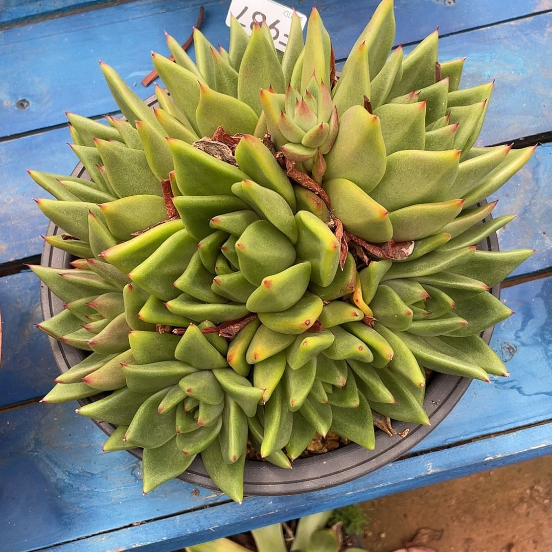 若如东云单拍F987