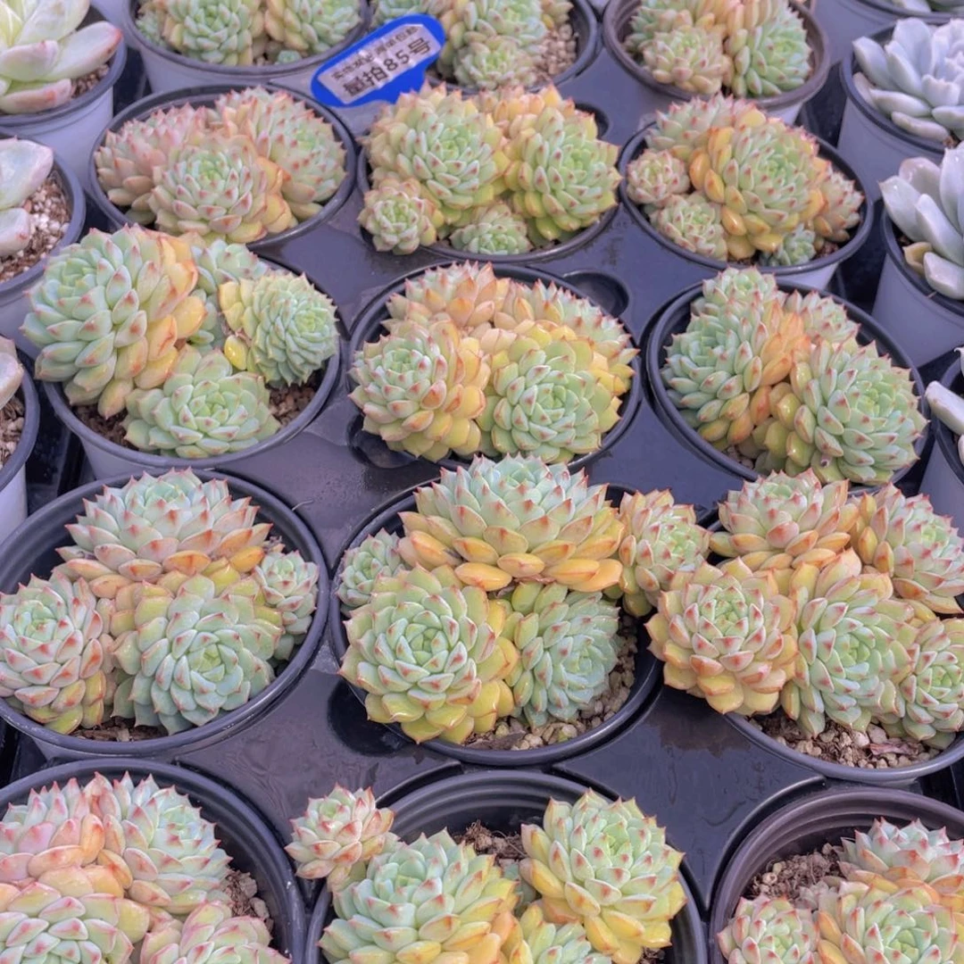 量拍85号 玫瑰莲大群生四头起一个