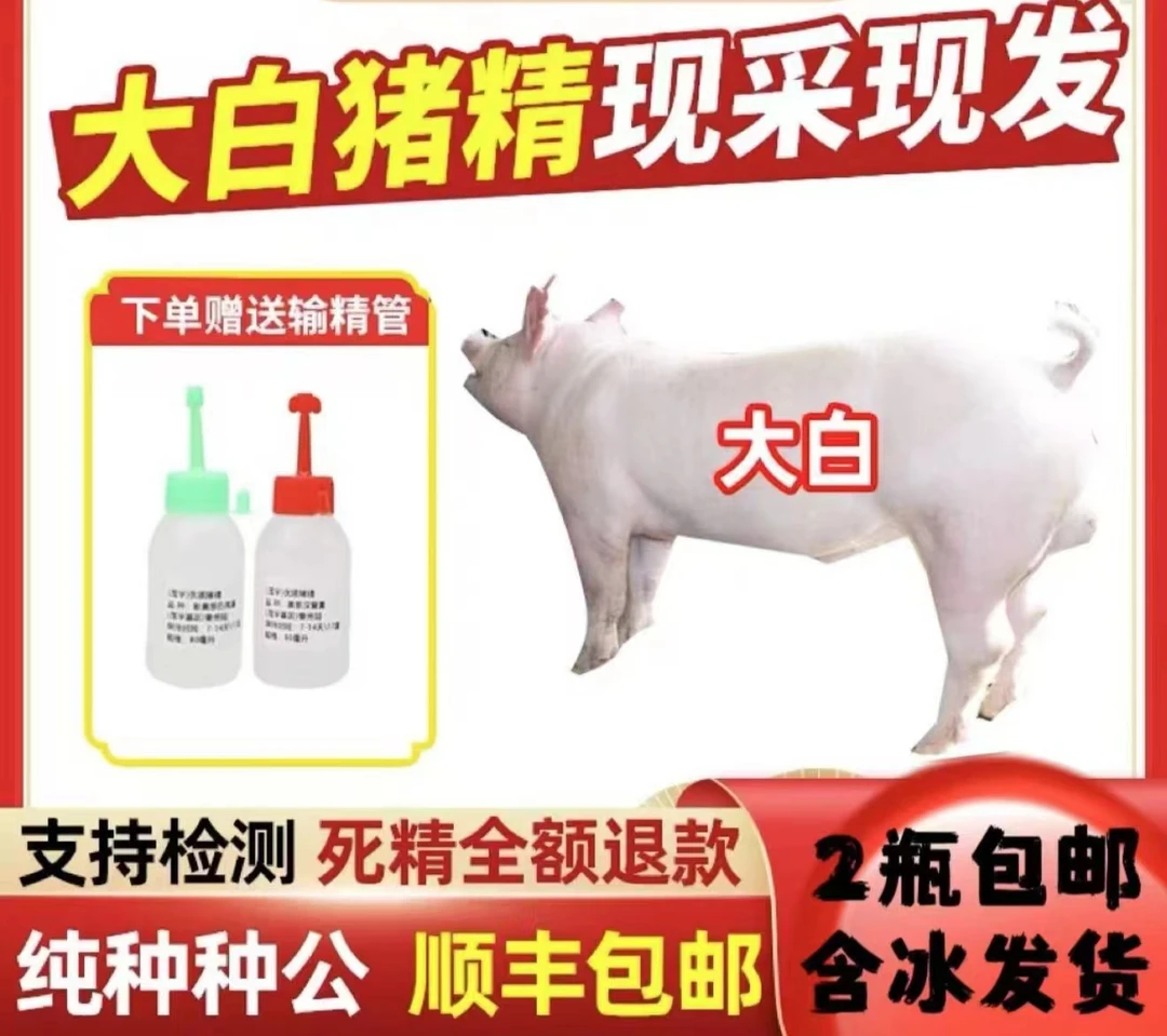 长白大白种公猪猪精包邮包地版生态养殖场猪精