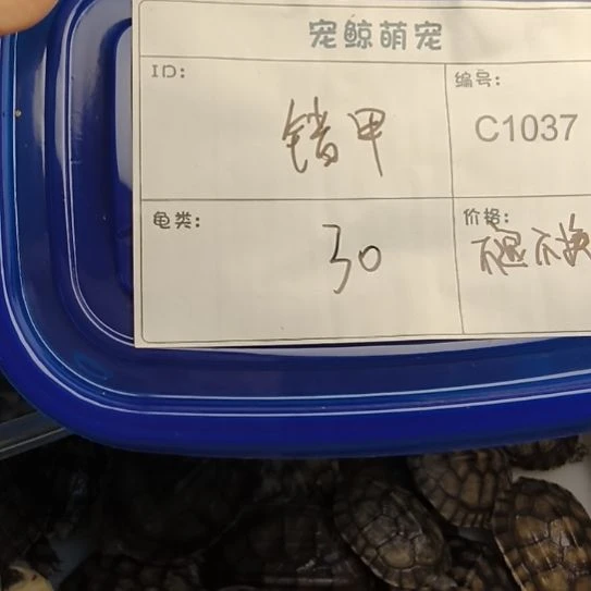 母绿毛龟我****忍小青三个错甲福利