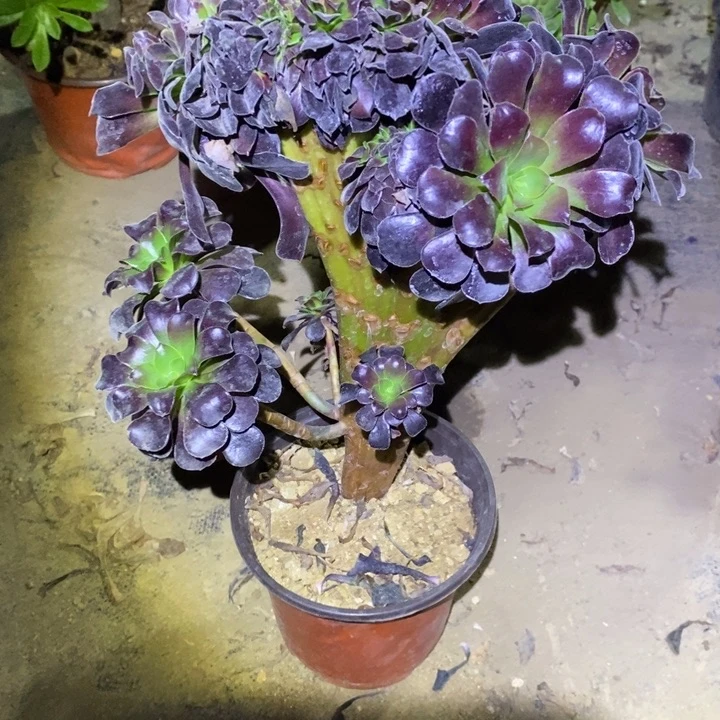 欧紫缀14多肉植物法师法师