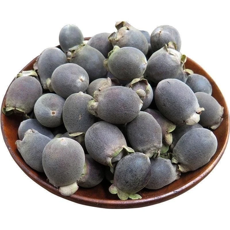 现摘发货 广西十万大山天然野生山捻子/桃金娘新鲜采摘小时候味道