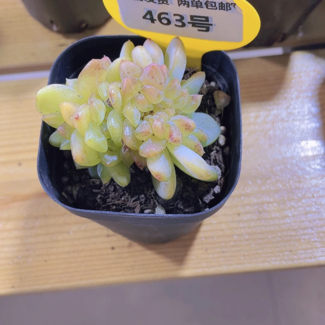 463号 龙头冰透珍妮缀化