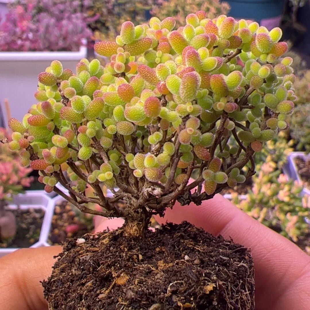 多肉植物枝干蜜桔