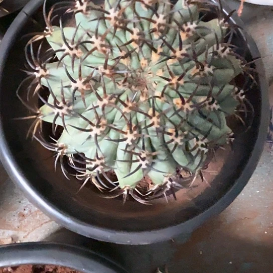 阿*哒黑耀丸谢谢谢谢谢谢谢