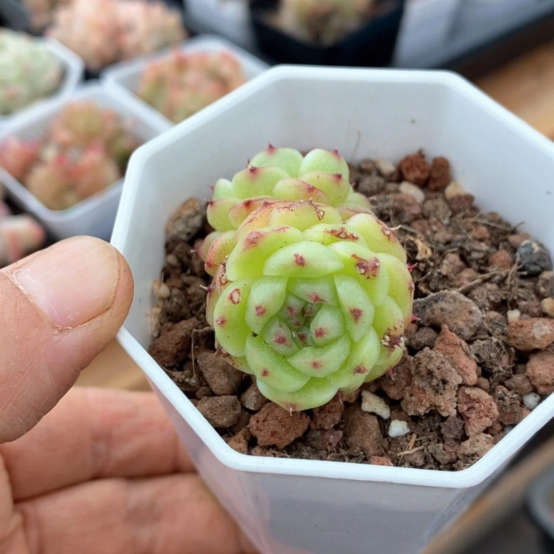精品多肉一物一拍不包整8