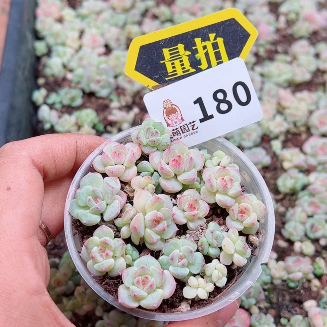 多肉植物多肉植物