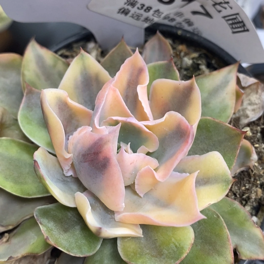 617pinky锦大单头带根