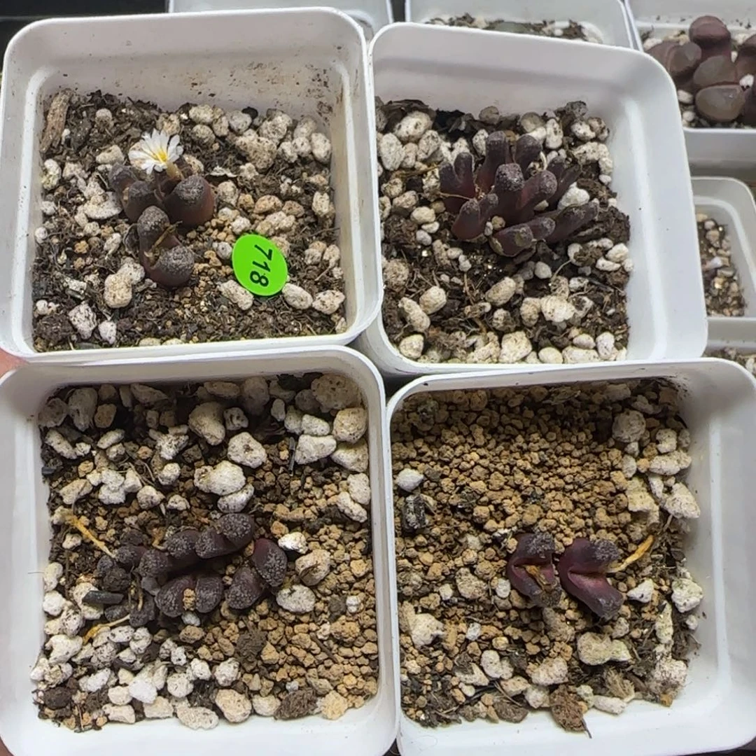专拍漂亮多肉植物718
