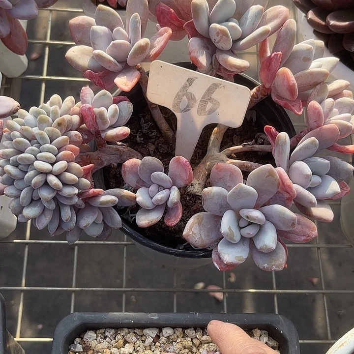 世***世两单包邮，一物一拍66