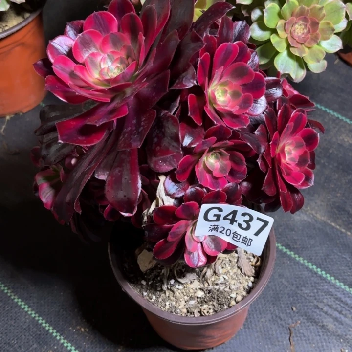 瑞妈一物一拍437